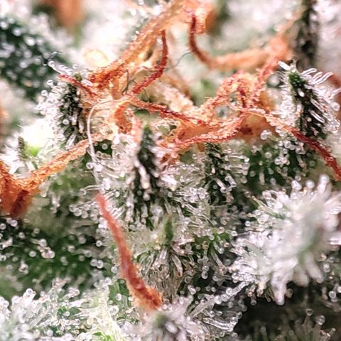 Lord Kush growlog timeline photo