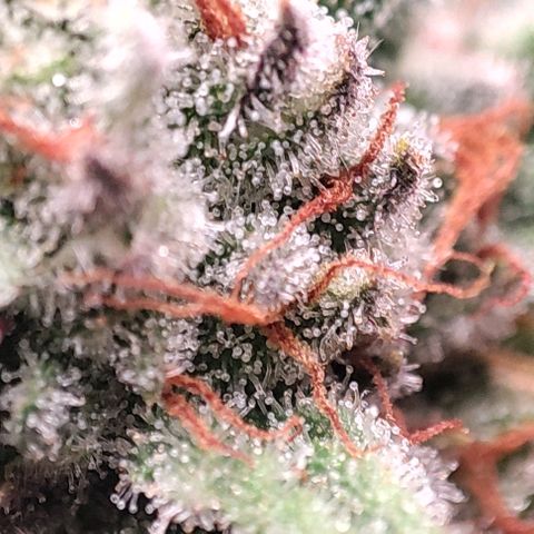 Lord Kush growlog timeline photo