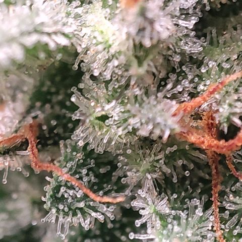 Lord Kush growlog timeline photo