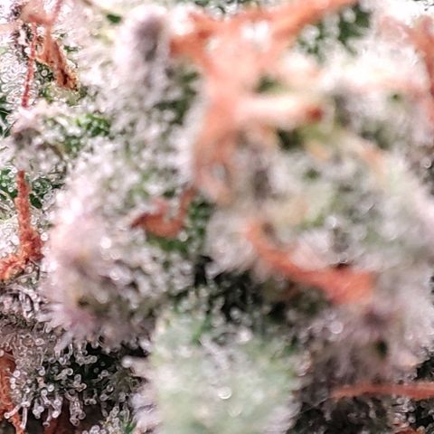 Lord Kush growlog timeline photo