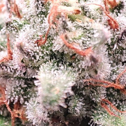 Lord Kush growlog timeline photo