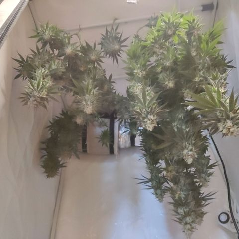 Lord Kush growlog timeline photo