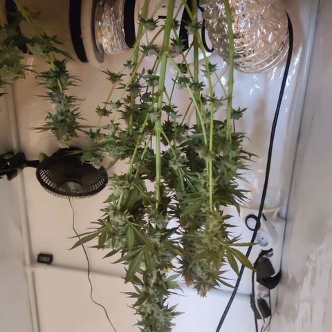 Lord Kush growlog timeline photo