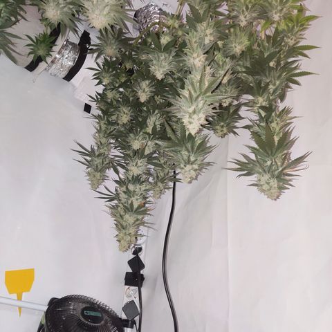 Lord Kush growlog timeline photo