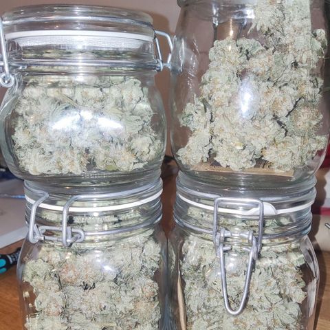 Lord Kush growlog timeline photo