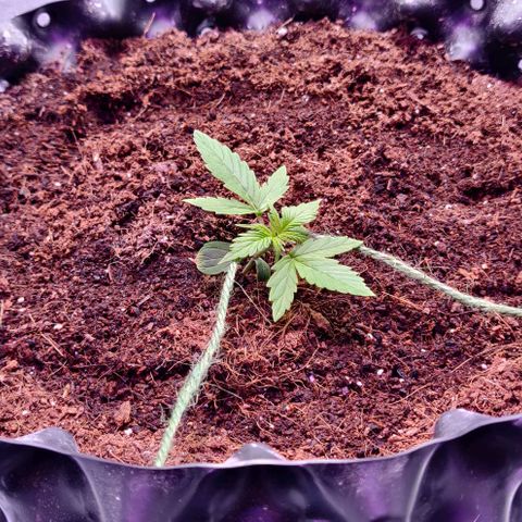 Babushka Black Auto #1 growlog timeline photo