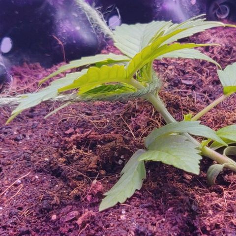 Babushka Black Auto #1 growlog timeline photo