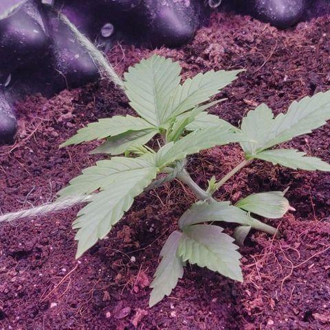 Babushka Black Auto #1 growlog timeline photo