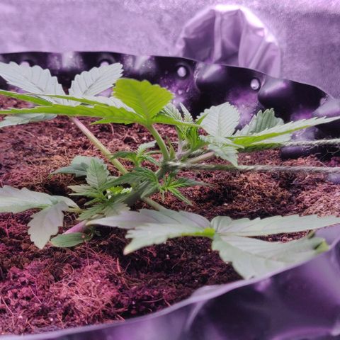Babushka Black Auto #1 growlog timeline photo