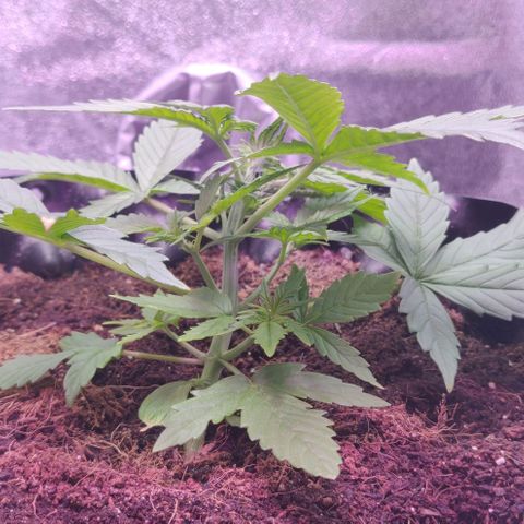 Babushka Black Auto #1 growlog timeline photo