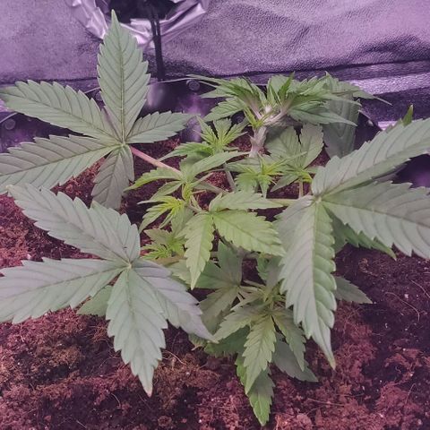 Babushka Black Auto #1 growlog timeline photo
