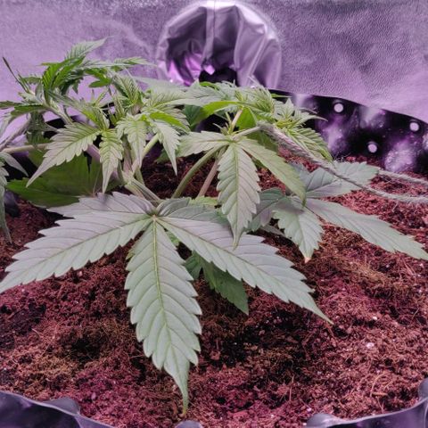 Babushka Black Auto #1 growlog timeline photo
