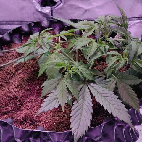 Babushka Black Auto #1 growlog photo: Main stem slipped free, had to bend it back down and re-tie it. 