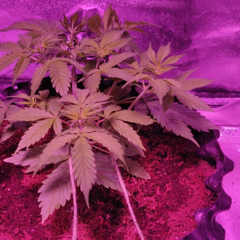 Babushka Black Auto #1 growlog timeline photo