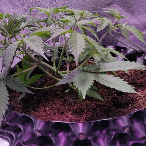 Babushka Black Auto #1 growlog timeline photo
