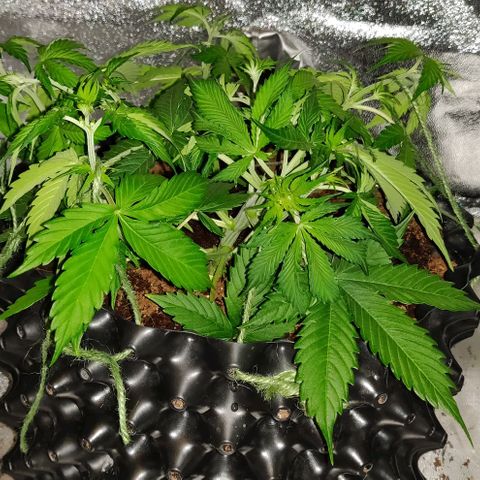 Babushka Black Auto #1 growlog timeline photo