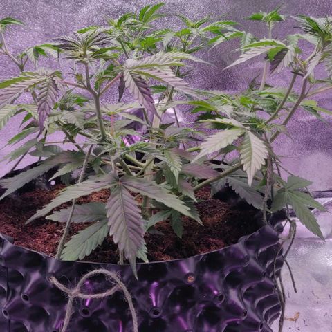 Babushka Black Auto #1 growlog timeline photo