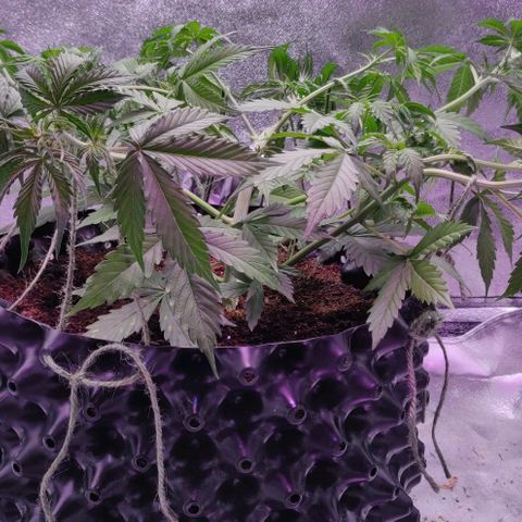 Babushka Black Auto #1 growlog timeline photo