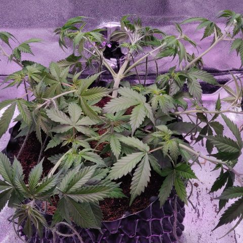 Babushka Black Auto #1 growlog timeline photo