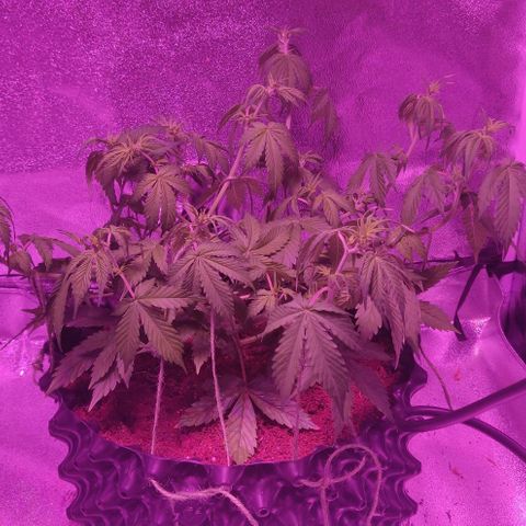 Babushka Black Auto #1 growlog timeline photo
