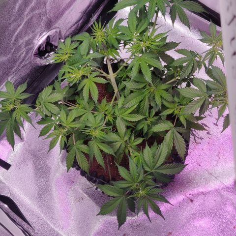 Babushka Black Auto #1 growlog timeline photo
