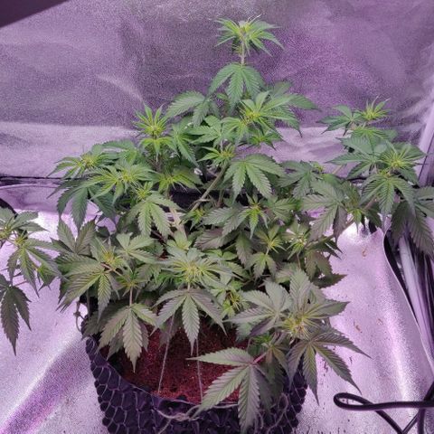 Babushka Black Auto #1 growlog timeline photo