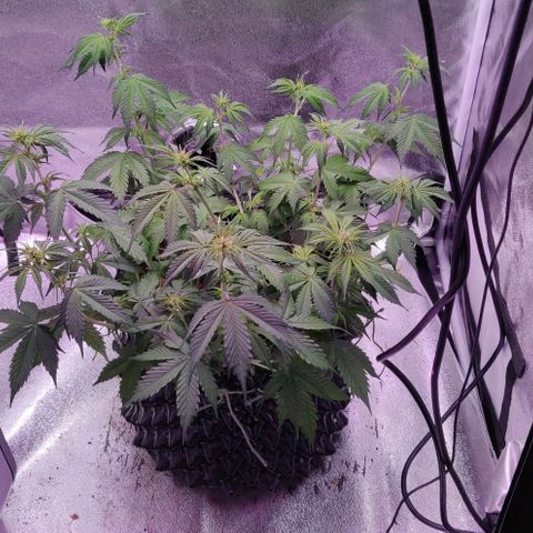 Babushka Black Auto #1 growlog timeline photo