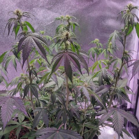Babushka Black Auto #1 growlog timeline photo