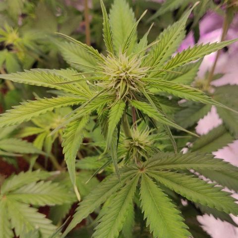Babushka Black Auto #1 growlog timeline photo