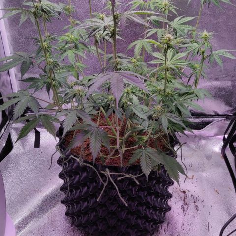 Babushka Black Auto #1 growlog timeline photo