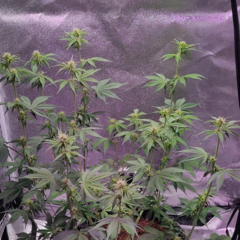 Babushka Black Auto #1 growlog timeline photo