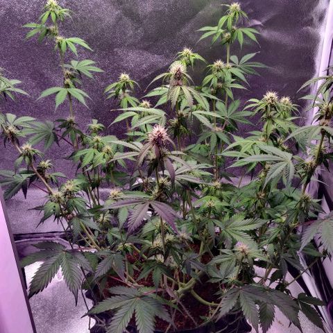 Babushka Black Auto #1 growlog timeline photo