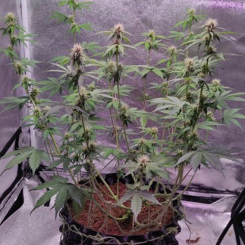 Babushka Black Auto #1 growlog photo: One haircut later... 