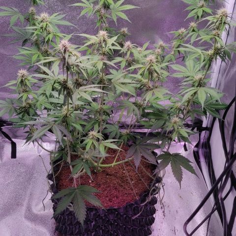 Babushka Black Auto #1 growlog timeline photo