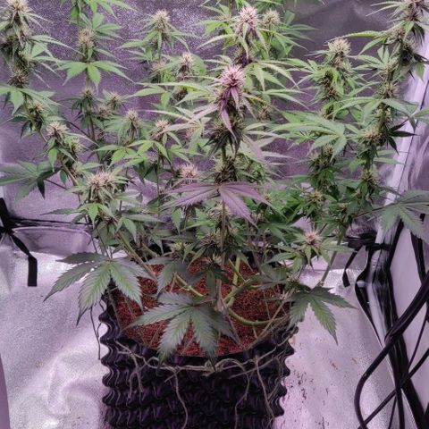 Babushka Black Auto #1 growlog timeline photo