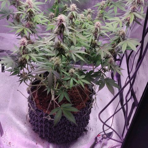 Babushka Black Auto #1 growlog timeline photo