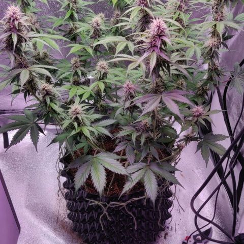 Babushka Black Auto #1 growlog timeline photo