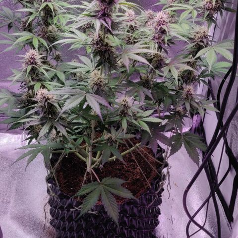 Babushka Black Auto #1 growlog timeline photo