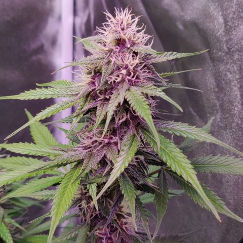Babushka Black Auto #1 growlog timeline photo