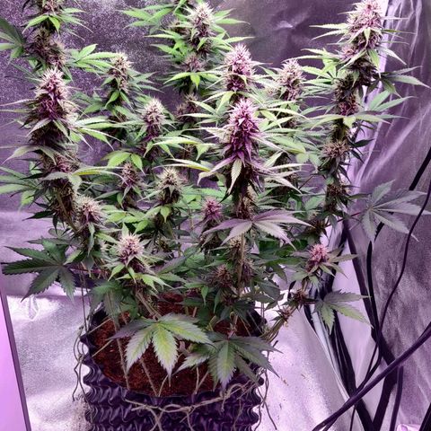 Babushka Black Auto #1 growlog timeline photo