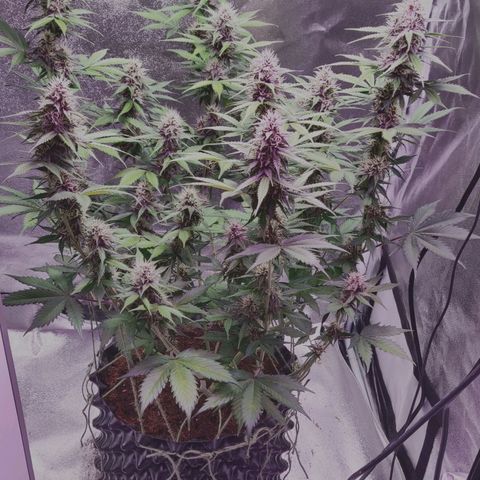 Babushka Black Auto #1 growlog timeline photo