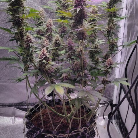 Babushka Black Auto #1 growlog timeline photo