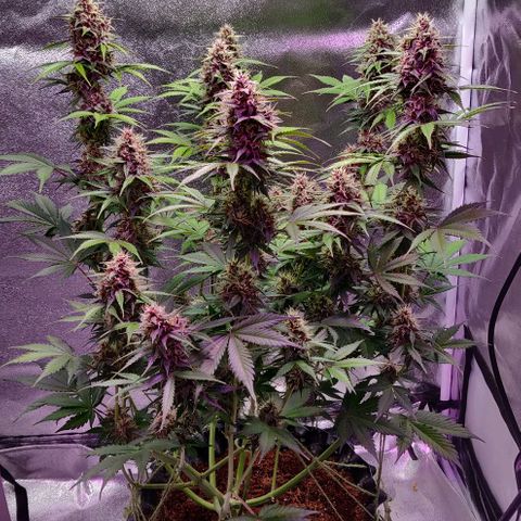 Babushka Black Auto #1 growlog timeline photo