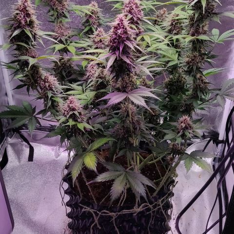 Babushka Black Auto #1 growlog timeline photo