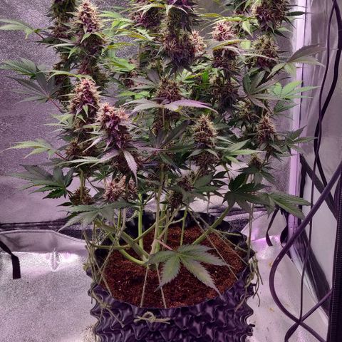 Babushka Black Auto #1 growlog timeline photo