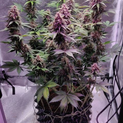 Babushka Black Auto #1 growlog photo: Time to start watching trichomes