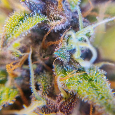Babushka Black Auto #1 growlog photo: Time to start watching trichomes