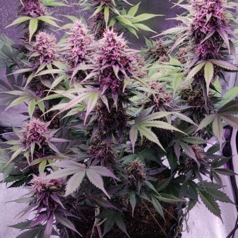 Babushka Black Auto #1 growlog timeline photo