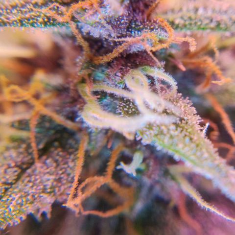 Babushka Black Auto #1 growlog timeline photo