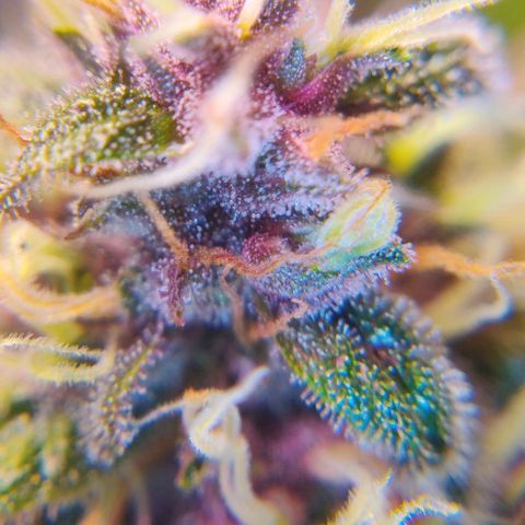 Babushka Black Auto #1 growlog timeline photo